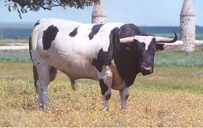 Los patas blancas de Sánchez-Cobaleda, carne de matadero