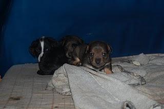 12 cachorros en manos de rumanos, 25 euros para salvar a cada uno!!!