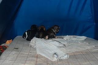 12 cachorros en manos de rumanos, 25 euros para salvar a cada uno!!!
