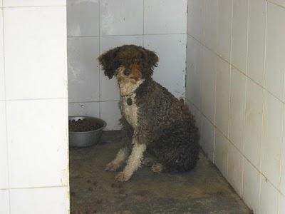 Están en la perrera, necesitan ayuda antes de que sea demasiado tarde.