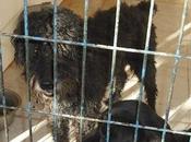 Están perrera, necesitan ayuda antes demasiado tarde.