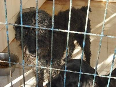 Están en la perrera, necesitan ayuda antes de que sea demasiado tarde.