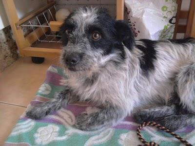 Perrito encontrado en el hopital de La Arrixaca (carretera Murcia-Cartagena)