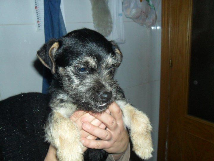 ¿Que hago contigo Fito?. Ahora está en un transportin Burgos