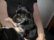 ¿Que hago contigo Fito?. Ahora está transportin Burgos