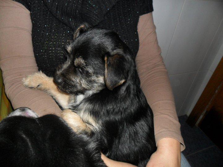 ¿Que hago contigo Fito?. Ahora está en un transportin Burgos