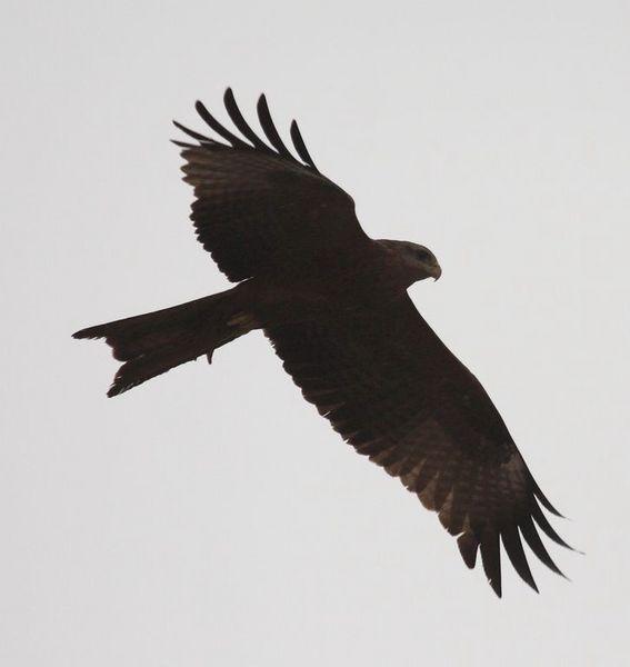 MILANO NEGRO-VILVUS MIGRANS-BLACK KITE