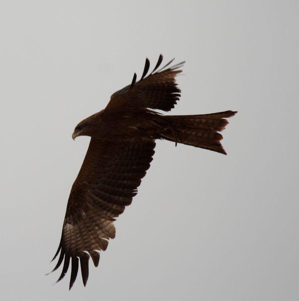 MILANO NEGRO-VILVUS MIGRANS-BLACK KITE