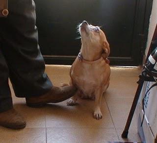 Perrita, su dueño ha fallecido hoy y va a perrera-Castellón