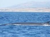 Campaña para evitar accidentes entre embarcaciones cetáceos