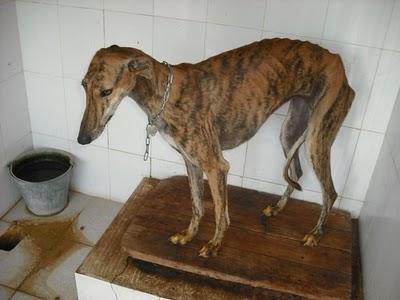 ¡HORRIBLE! 15 GALGOS en la perrera de Jerez (CADIZ)