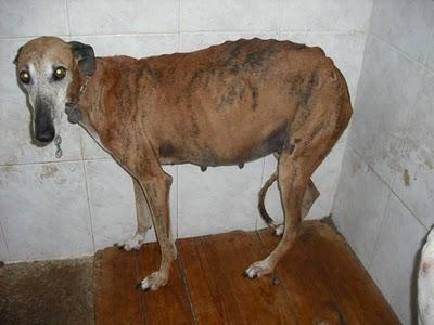 ¡HORRIBLE! 15 GALGOS en la perrera de Jerez (CADIZ)