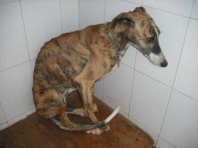 ¡HORRIBLE! 15 GALGOS en la perrera de Jerez (CADIZ)