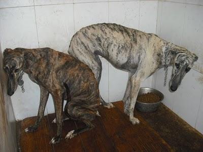 ¡HORRIBLE! 15 GALGOS en la perrera de Jerez (CADIZ)