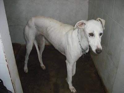 ¡HORRIBLE! 15 GALGOS en la perrera de Jerez (CADIZ)