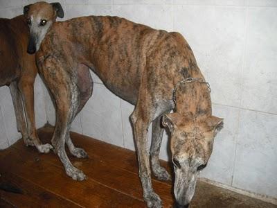 ¡HORRIBLE! 15 GALGOS en la perrera de Jerez (CADIZ)