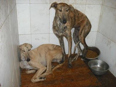 ¡HORRIBLE! 15 GALGOS en la perrera de Jerez (CADIZ)