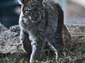 Linces Estonia serán trasladados Polonia para repoblación