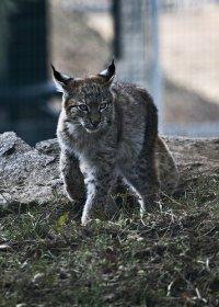 Linces de Estonia serán trasladados a Polonia para la repoblación