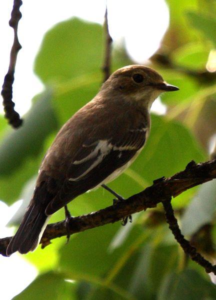 PAPAMOSCAS CERROJILLO-FICEDULA HYPOLEUCA-PIED FLYCATCHER