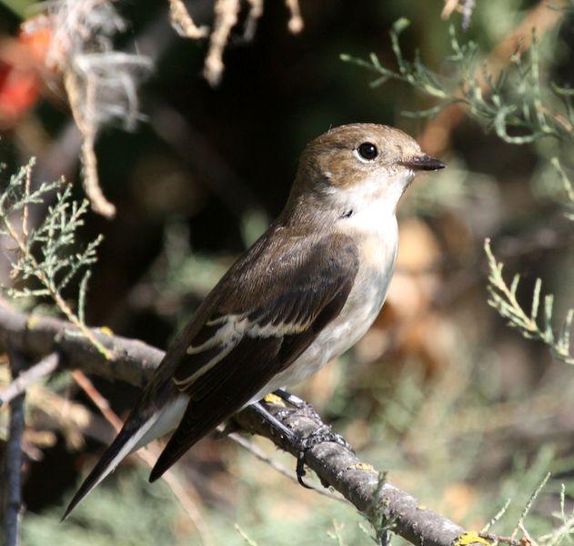 PAPAMOSCAS CERROJILLO-FICEDULA HYPOLEUCA-PIED FLYCATCHER