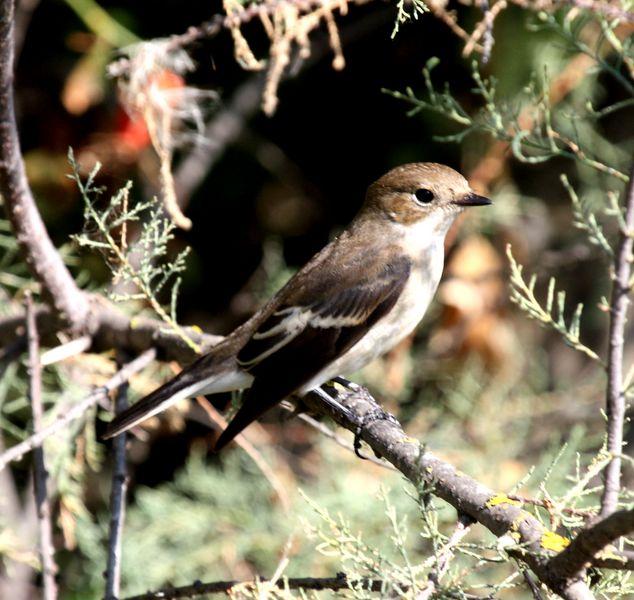 PAPAMOSCAS CERROJILLO-FICEDULA HYPOLEUCA-PIED FLYCATCHER