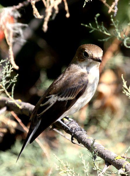 PAPAMOSCAS CERROJILLO-FICEDULA HYPOLEUCA-PIED FLYCATCHER