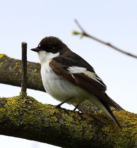 PAPAMOSCAS CERROJILLO-FICEDULA HYPOLEUCA-PIED FLYCATCHER