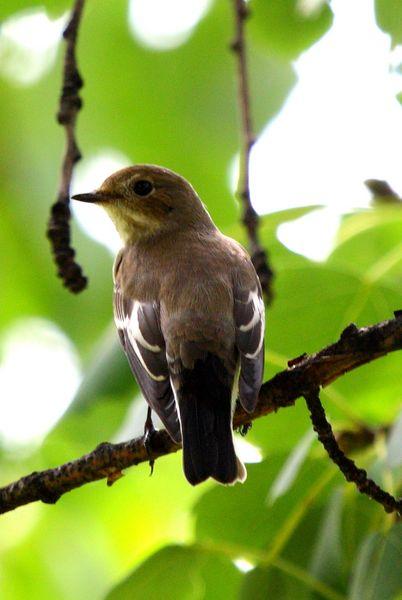 PAPAMOSCAS CERROJILLO-FICEDULA HYPOLEUCA-PIED FLYCATCHER