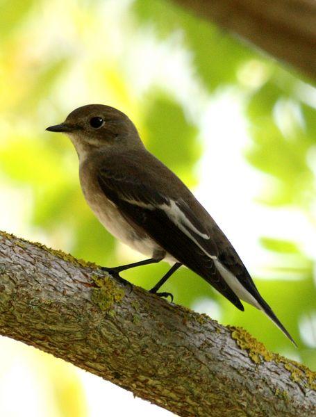 PAPAMOSCAS CERROJILLO-FICEDULA HYPOLEUCA-PIED FLYCATCHER