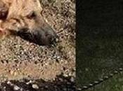 Historias adoptados. Oliver