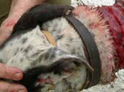 reducen casos maltrato animal