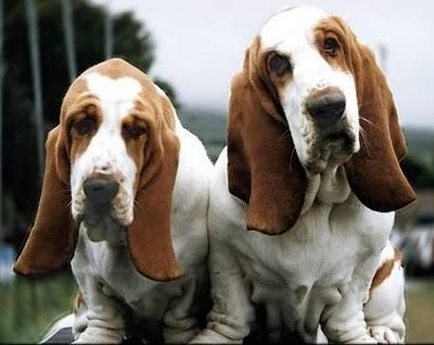 BASSET-HOUND