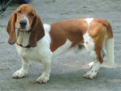 BASSET-HOUND