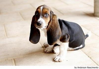 BASSET-HOUND
