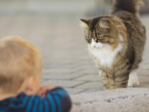 Elegir la mascota adecuada para los niños