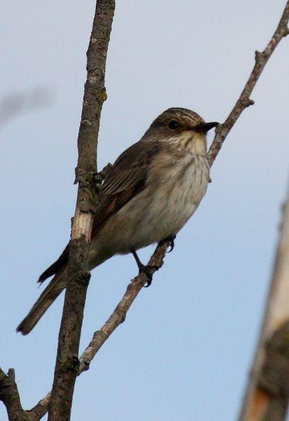 PAPAMOSCAS GRIS-MUSCICAPA STRIATA-SPOTTED FLYCATCHER