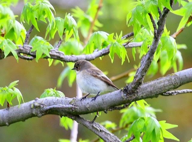 PAPAMOSCAS GRIS-MUSCICAPA STRIATA-SPOTTED FLYCATCHER
