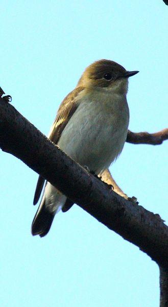 PAPAMOSCAS GRIS-MUSCICAPA STRIATA-SPOTTED FLYCATCHER