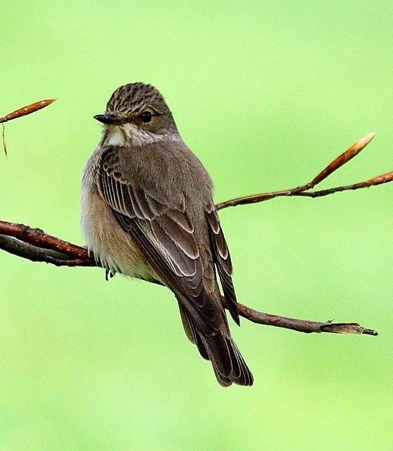 PAPAMOSCAS GRIS-MUSCICAPA STRIATA-SPOTTED FLYCATCHER