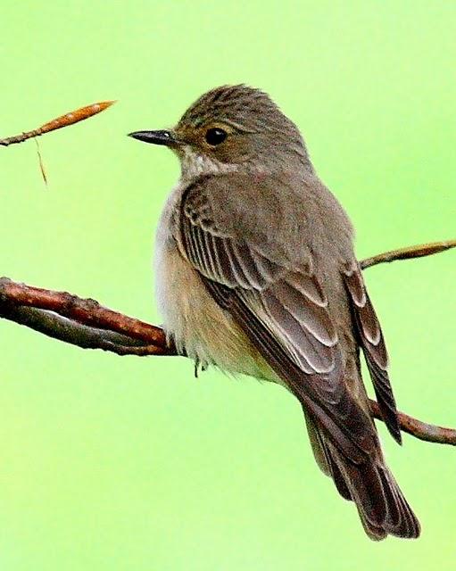 PAPAMOSCAS GRIS-MUSCICAPA STRIATA-SPOTTED FLYCATCHER