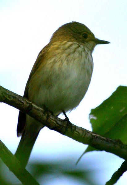 PAPAMOSCAS GRIS-MUSCICAPA STRIATA-SPOTTED FLYCATCHER