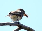 Papamoscas gris-muscicapa striata-spotted flycatcher