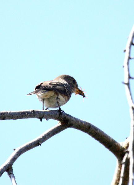 PAPAMOSCAS GRIS-MUSCICAPA STRIATA-SPOTTED FLYCATCHER