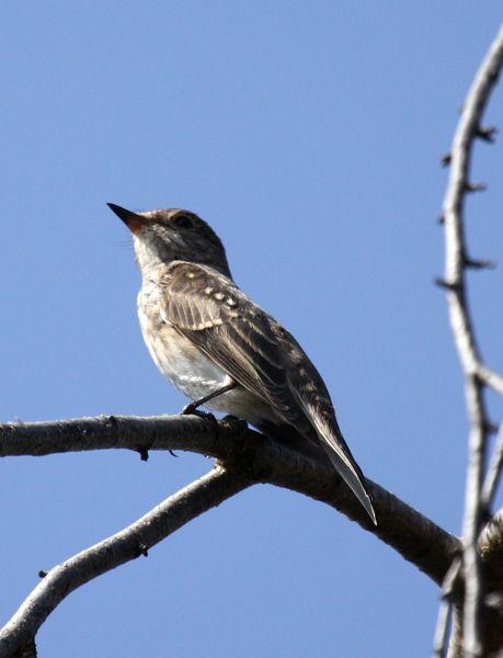 PAPAMOSCAS GRIS-MUSCICAPA STRIATA-SPOTTED FLYCATCHER