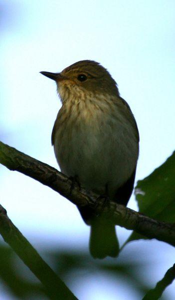 PAPAMOSCAS GRIS-MUSCICAPA STRIATA-SPOTTED FLYCATCHER