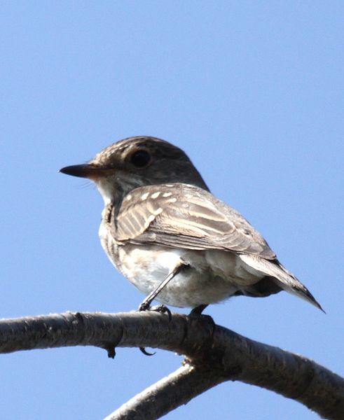 PAPAMOSCAS GRIS-MUSCICAPA STRIATA-SPOTTED FLYCATCHER