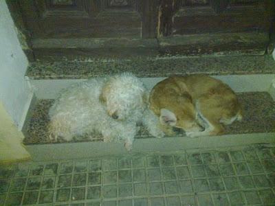 Caniche y perrito, pareja de perritos mini en la calle urgente!!! Badajoz