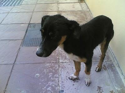 CACHORRITA ABANDONADA EN VILLACARRILLO, JAÉN