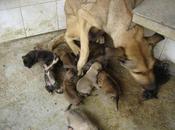 Otro caso madre diez cachorros perrera ¿dejaremos morir uno?